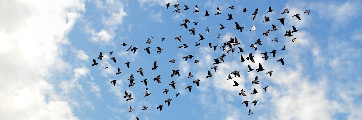 Vögel fliegen als Pfeil nach rechts oben. Im Hintergrund ist blauer Himmel. 