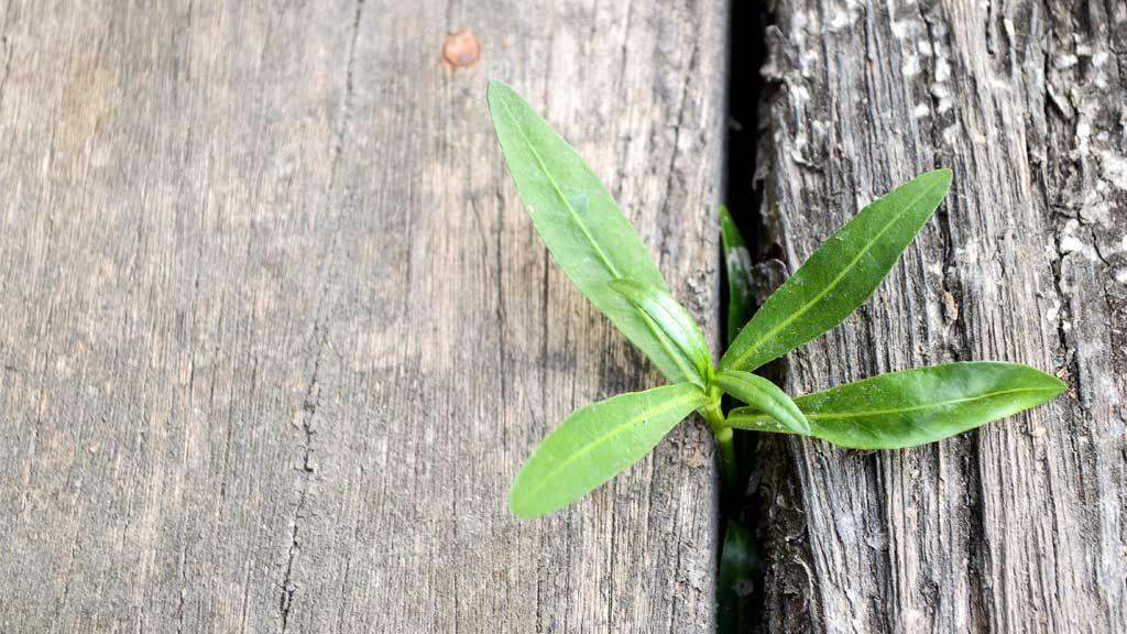 ingrid-giel-coaching